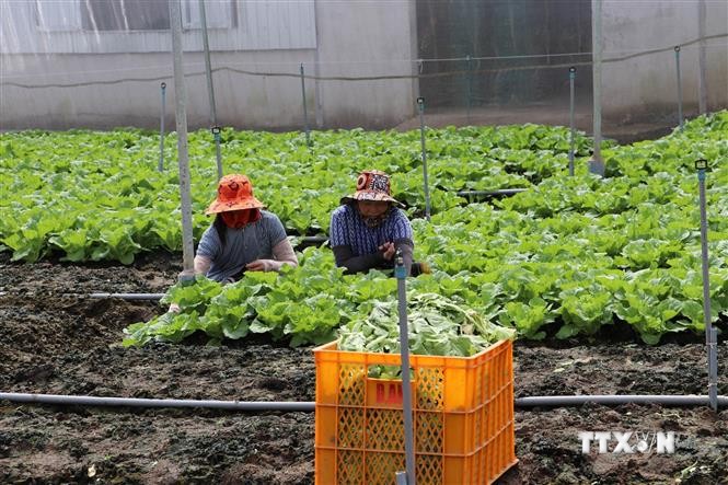 Ở Tiền Giang dân trồng rau, cắt đến đâu bán hết veo, cứ 1ha lời hơn 300 triệu- Ảnh 4.